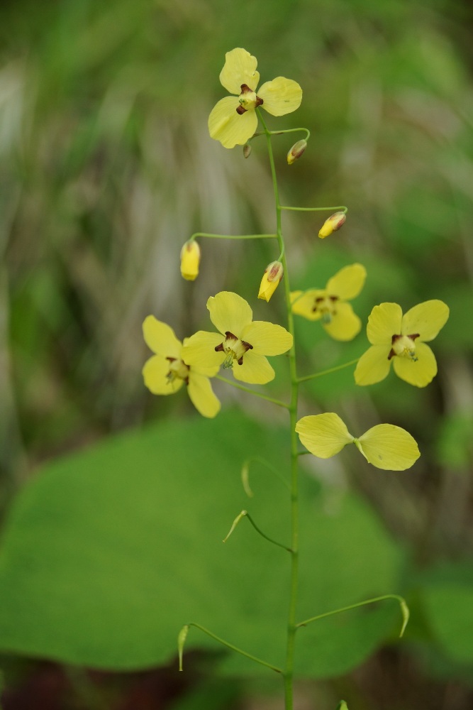 Image of Epimedium colchicum specimen.