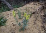 Linaria incompleta