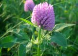 Trifolium pratense