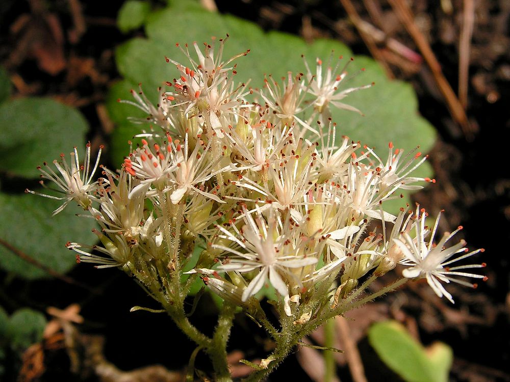 Image of Micranthes manchuriensis specimen.