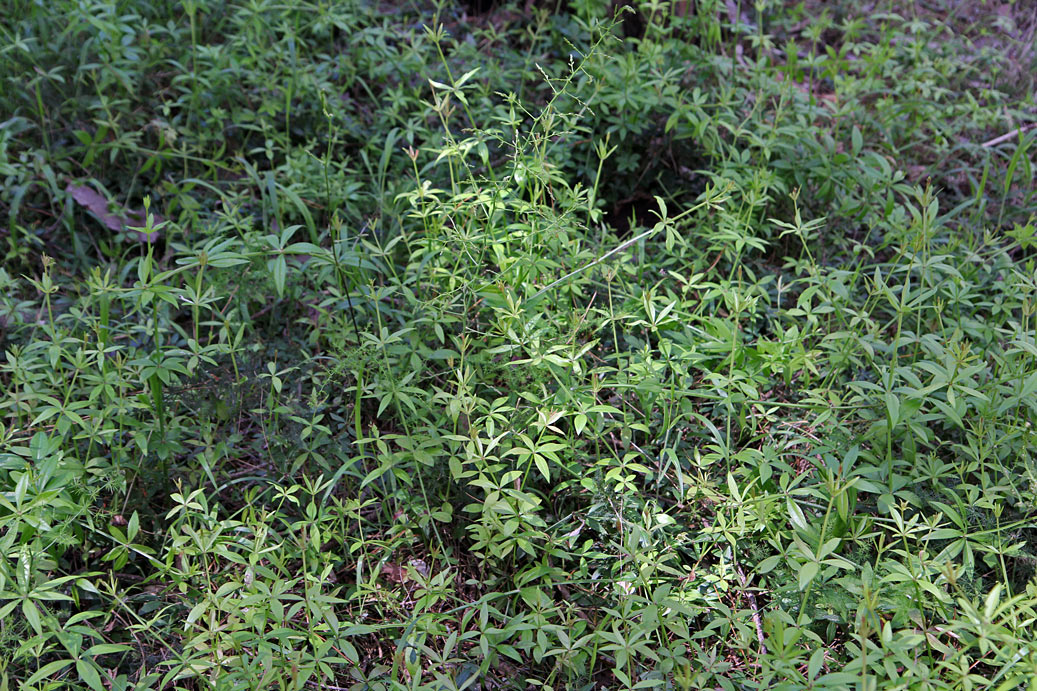 Image of familia Rubiaceae specimen.