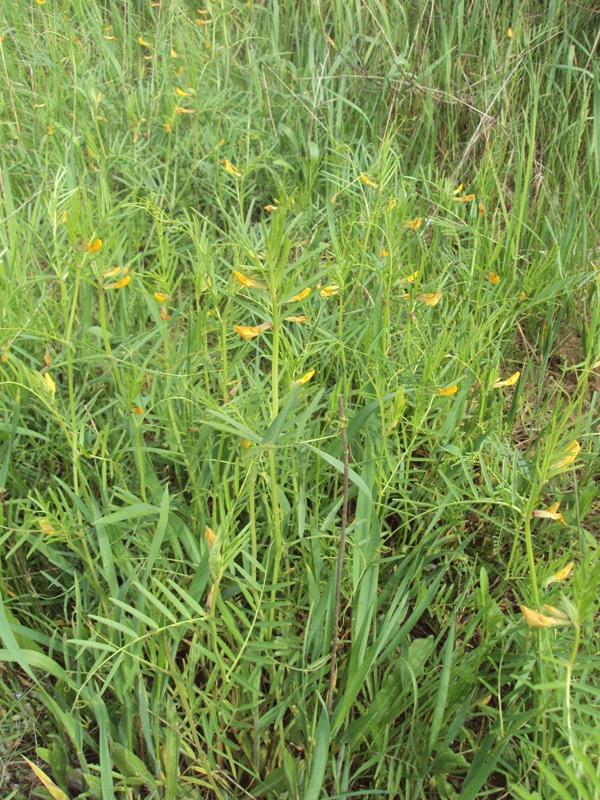 Image of Vicia biebersteinii specimen.