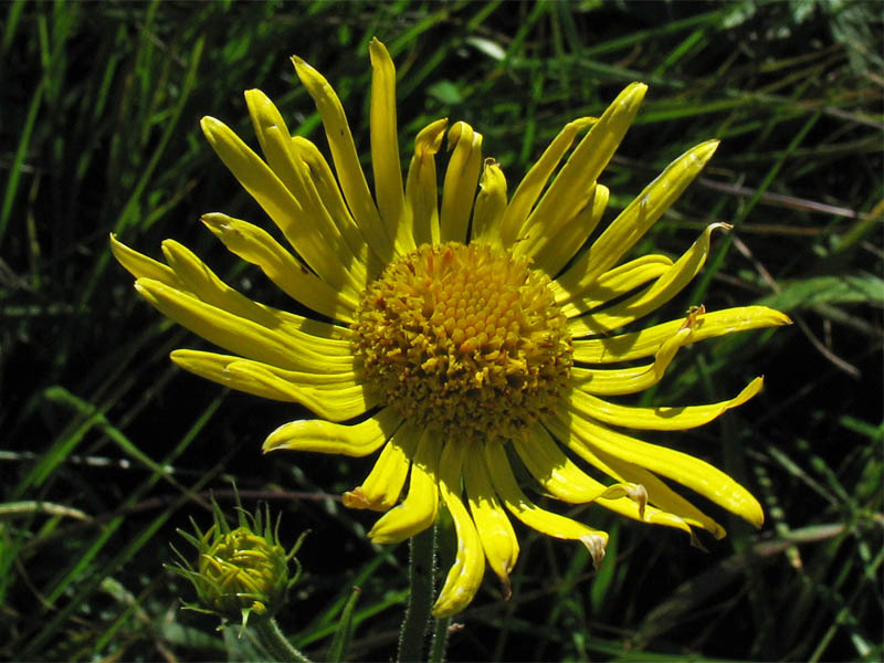 Image of Doronicum austriacum specimen.