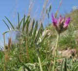 Astragalus circassicus. Верхушка цветущего растения. Краснодарский край, Абинский р-н, хр. Грузинка, гора Шизе. 10.05.2014.