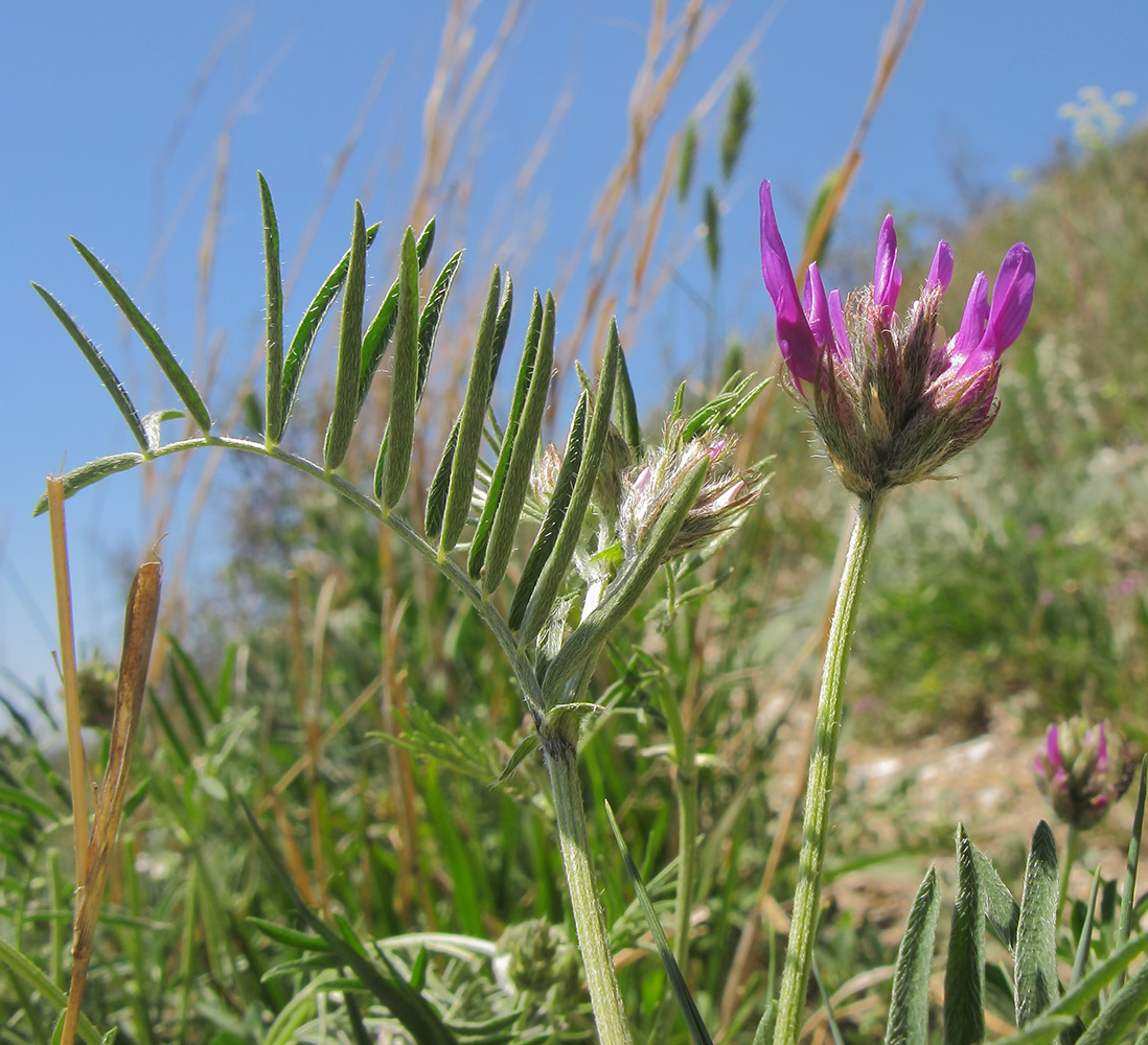 Изображение особи Astragalus circassicus.