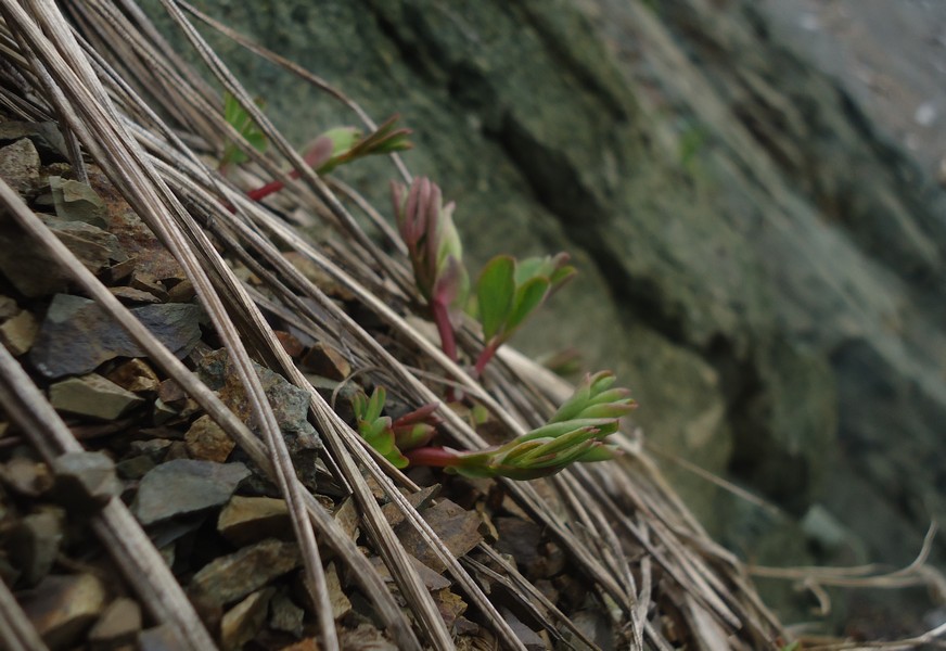 Image of Lathyrus japonicus specimen.