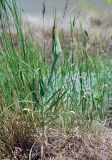 genus Tragopogon. Отцветшее растение. Волгоградская обл., оз. Эльтон. 27.05.2007.