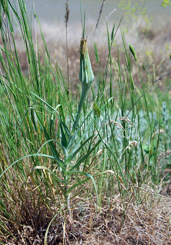 Изображение особи род Tragopogon.