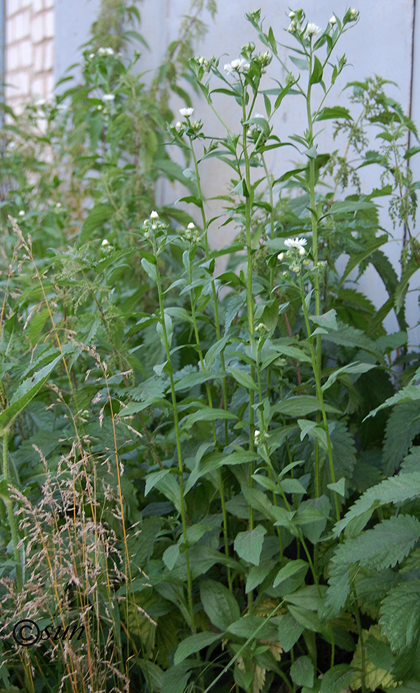 Изображение особи Erigeron annuus.