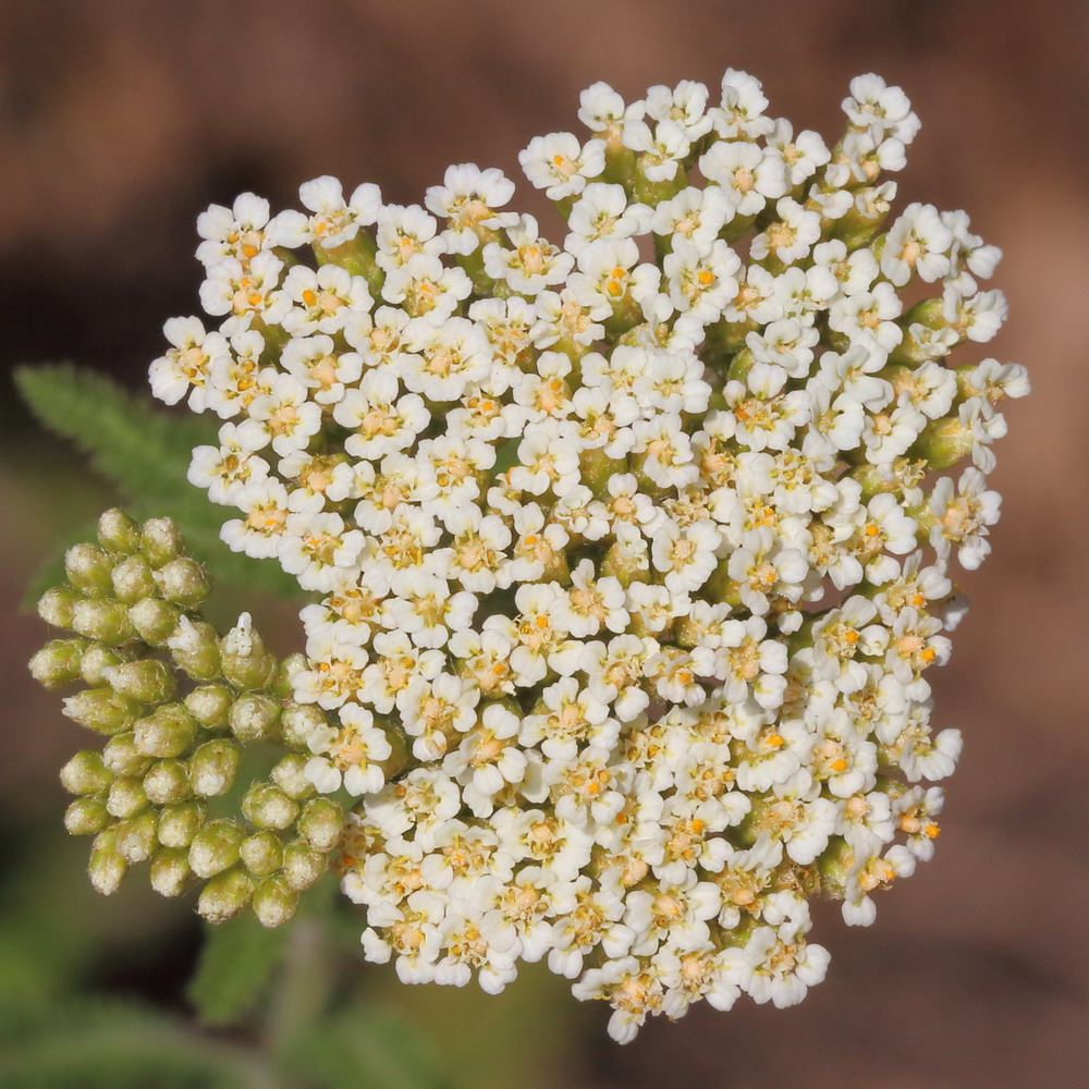 Image of Achillea setacea specimen.