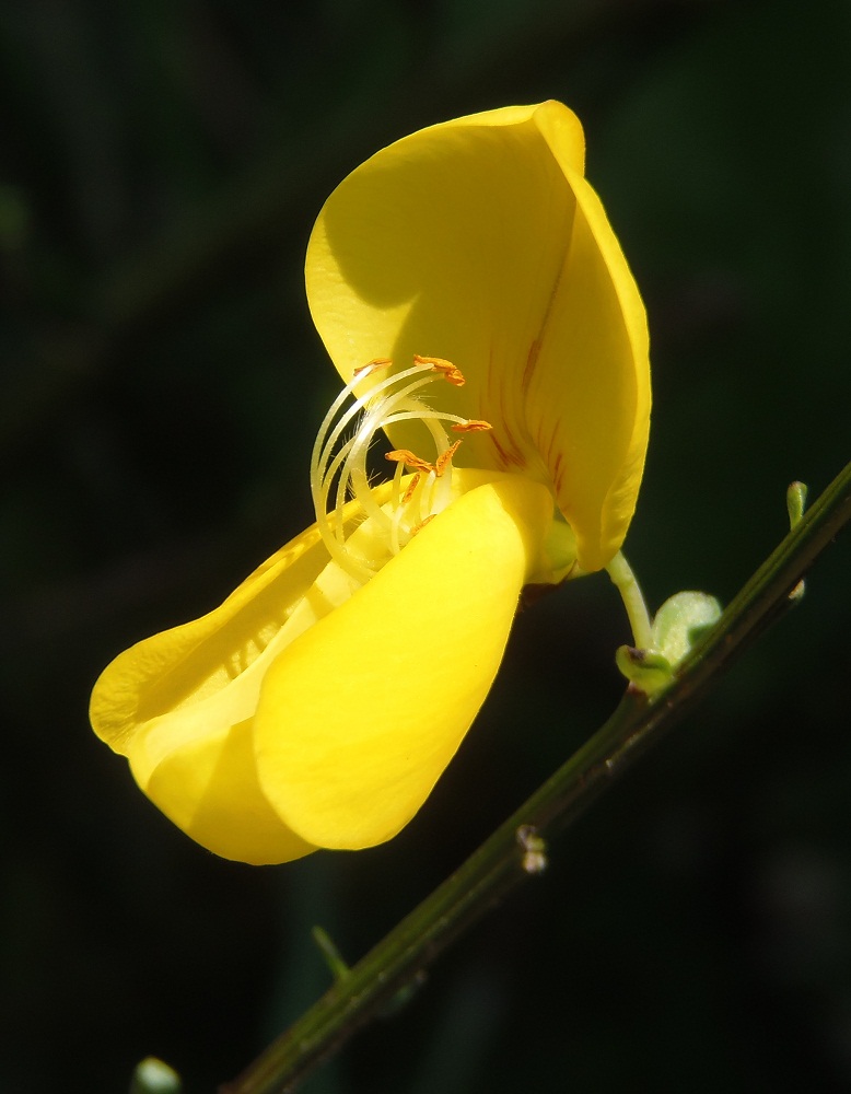 Изображение особи Sarothamnus scoparius.