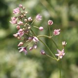 Image of taxon representative. Author is Анатолий Кузьмин