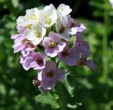 Cardamine seidlitziana