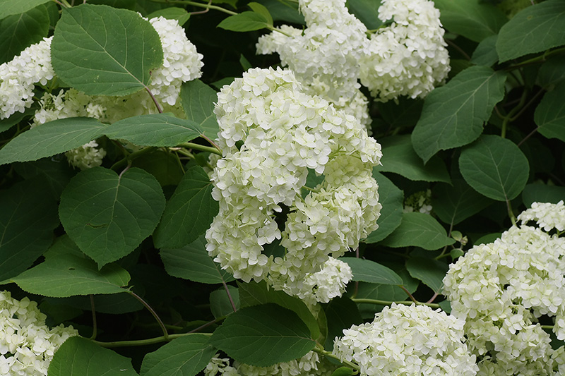 Изображение особи Hydrangea arborescens.