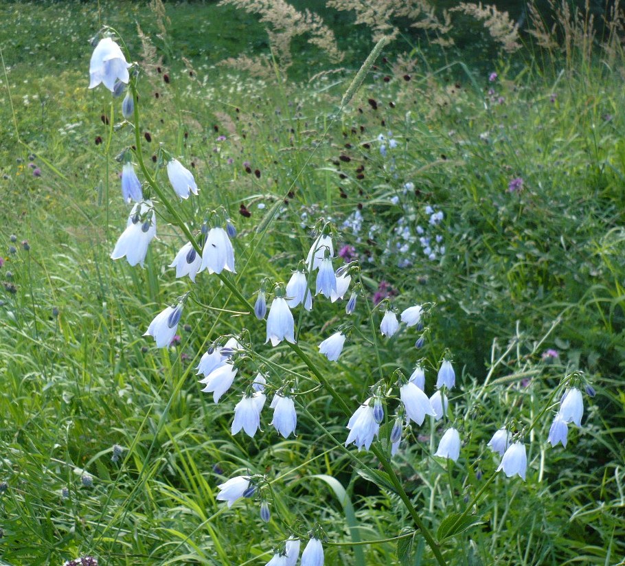Изображение особи Adenophora liliifolia.