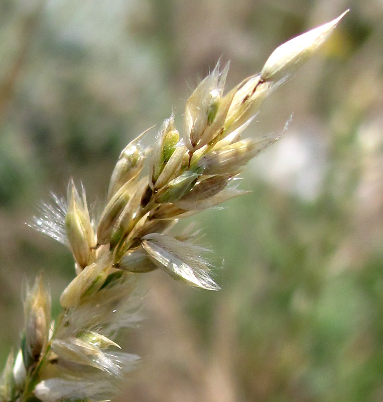 Image of Melica transsilvanica specimen.