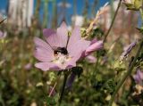 Malva thuringiaca