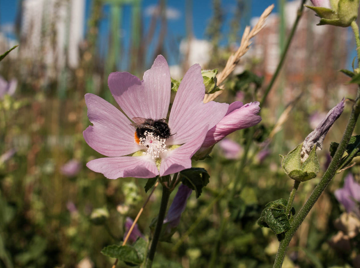 Image of Malva thuringiaca specimen.