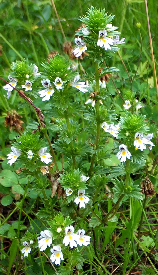 Image of genus Euphrasia specimen.