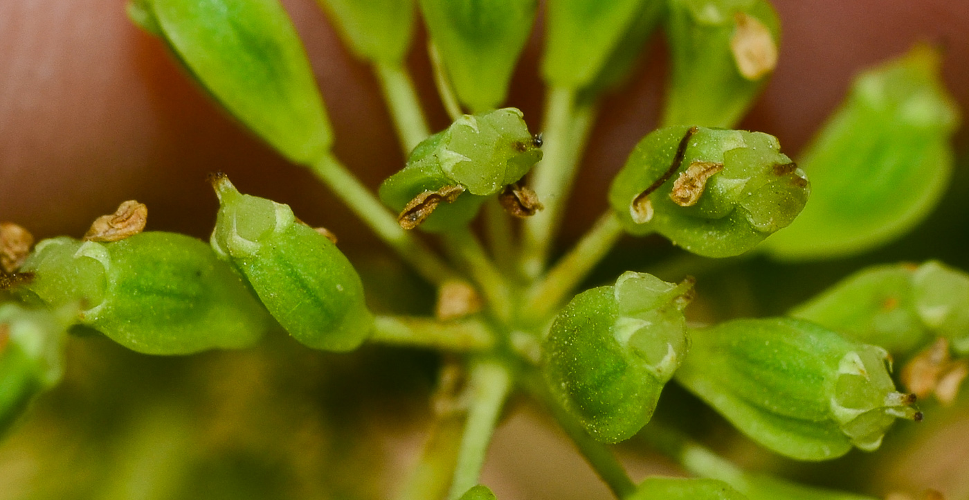 Изображение особи Heteromorpha arborescens.