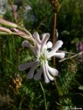 Silene bupleuroides. Цветок. Крымский природный заповедник, Бабуган-Яйла. 19.07.2009.