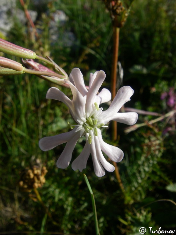 Изображение особи Silene bupleuroides.