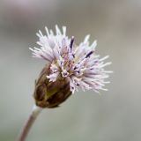 Amphoricarpos neumayerianus. Соцветие. Черногория, нац. парк Ловчен. 18.07.2014.