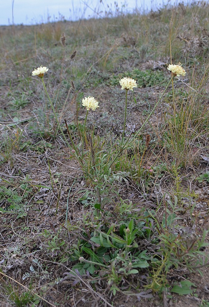 Изображение особи Cephalaria uralensis.