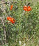 Lilium pumilum