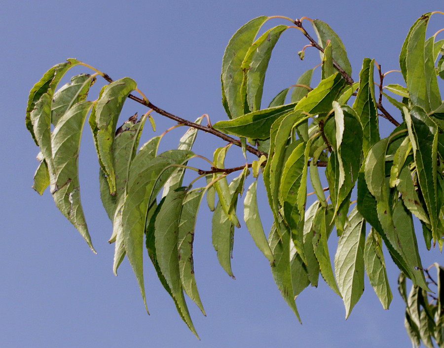 Изображение особи род Celtis.