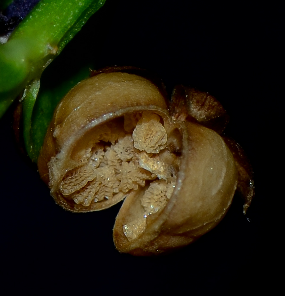 Image of Angelonia angustifolia specimen.