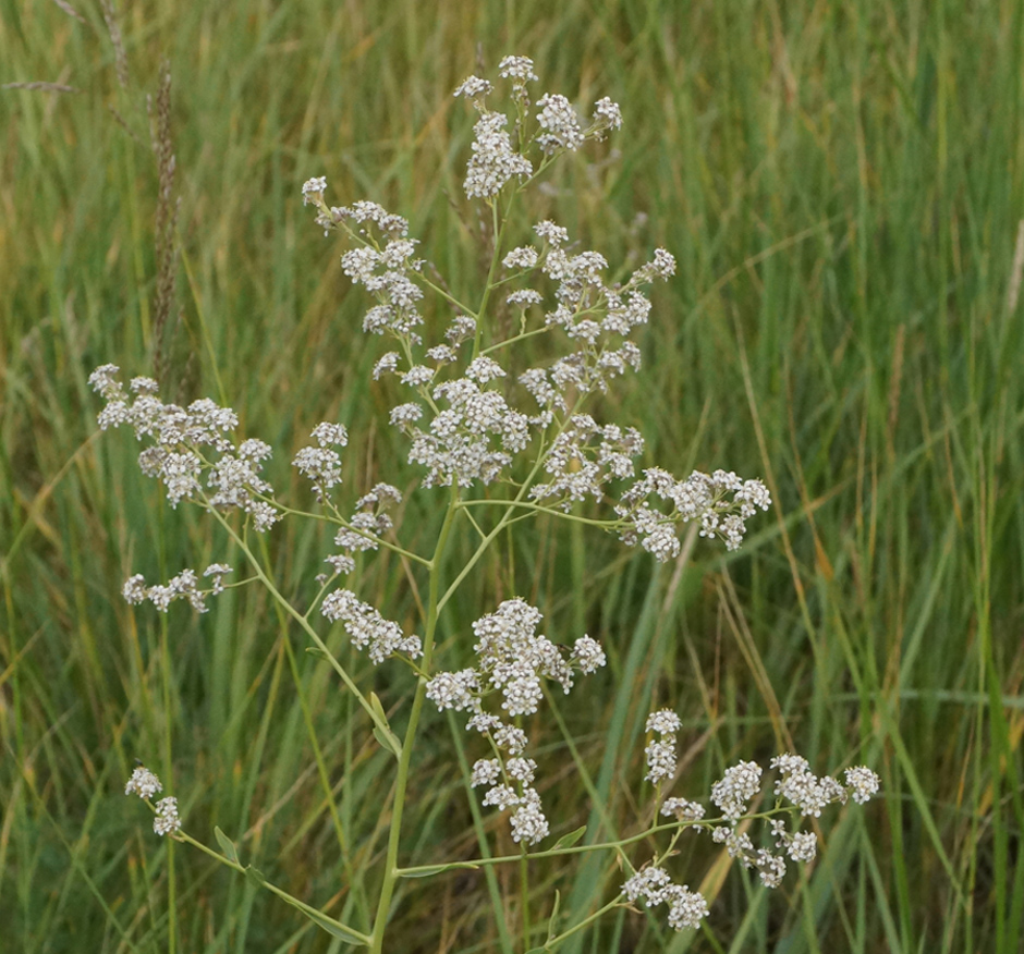 Image of Lepidium latifolium specimen.