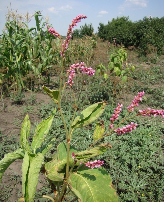 Изображение особи Persicaria orientalis.