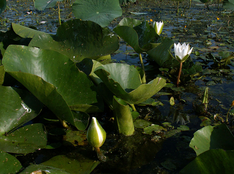 Изображение особи Nymphaea alba.