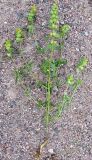 Rhinanthus groenlandicus