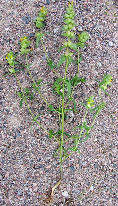 Изображение особи Rhinanthus groenlandicus.