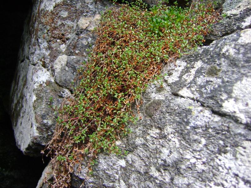 Image of Saxifraga oppositifolia specimen.