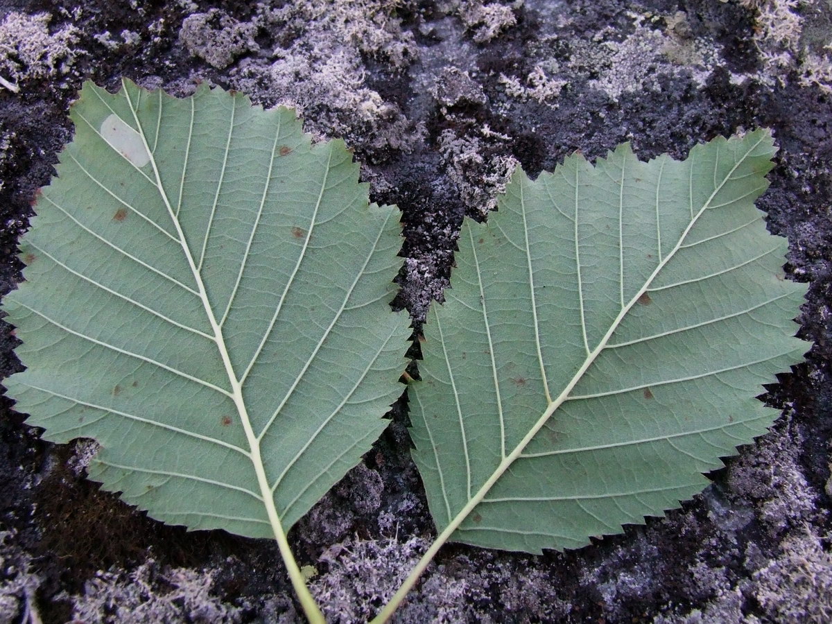 Изображение особи Alnus kolaensis.