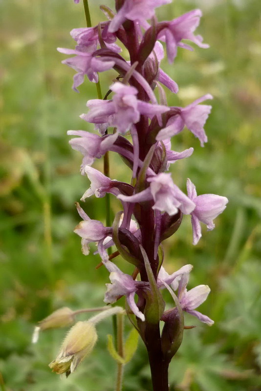 Изображение особи Gymnadenia conopsea.