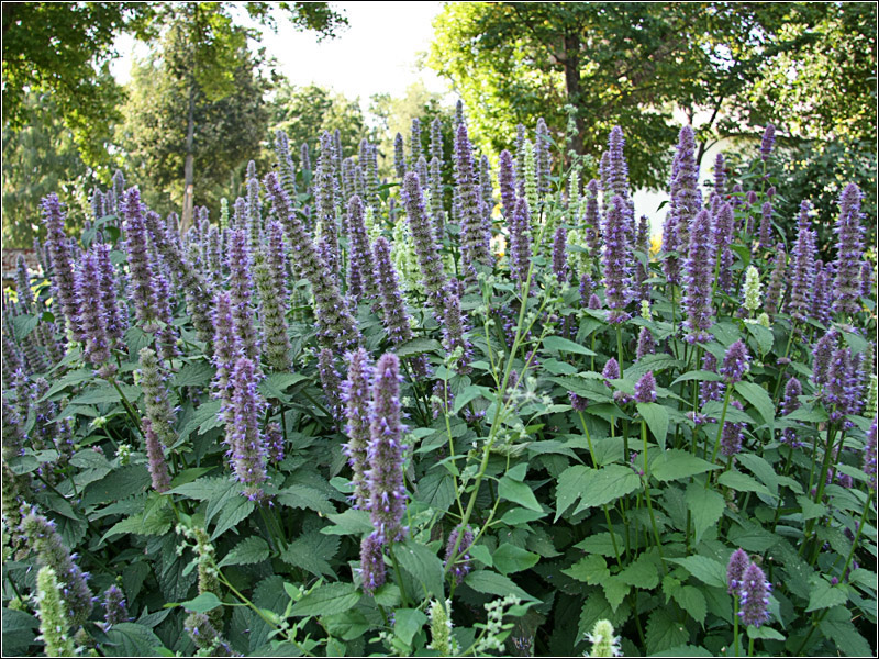 Image of genus Agastache specimen.