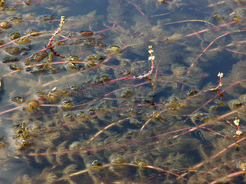 Изображение особи Myriophyllum spicatum.