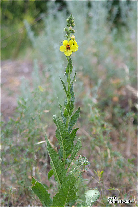 Image of Verbascum blattaria specimen.