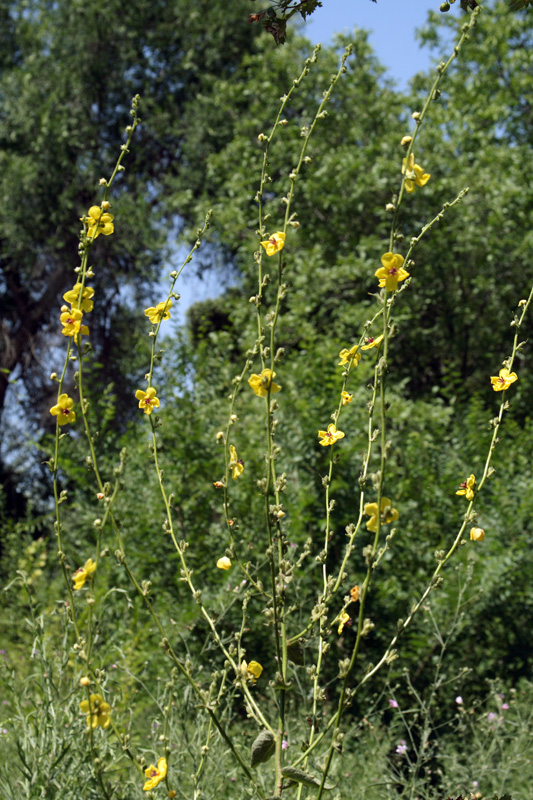Image of Verbascum sinuatum specimen.