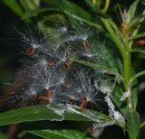 Asclepias curassavica