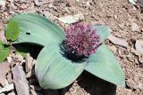 Allium karataviense ssp. henrikii