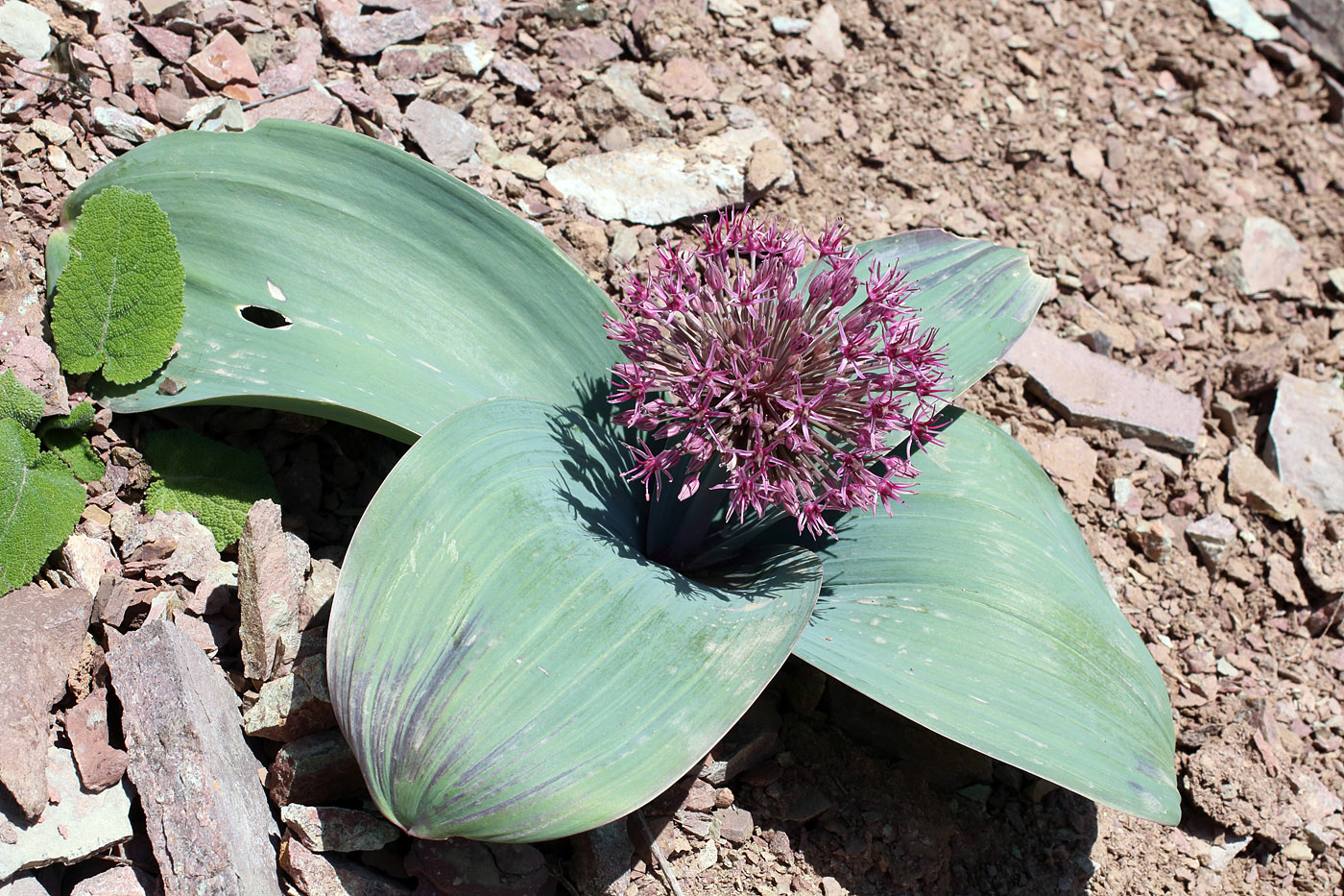 Image of Allium karataviense ssp. henrikii specimen.