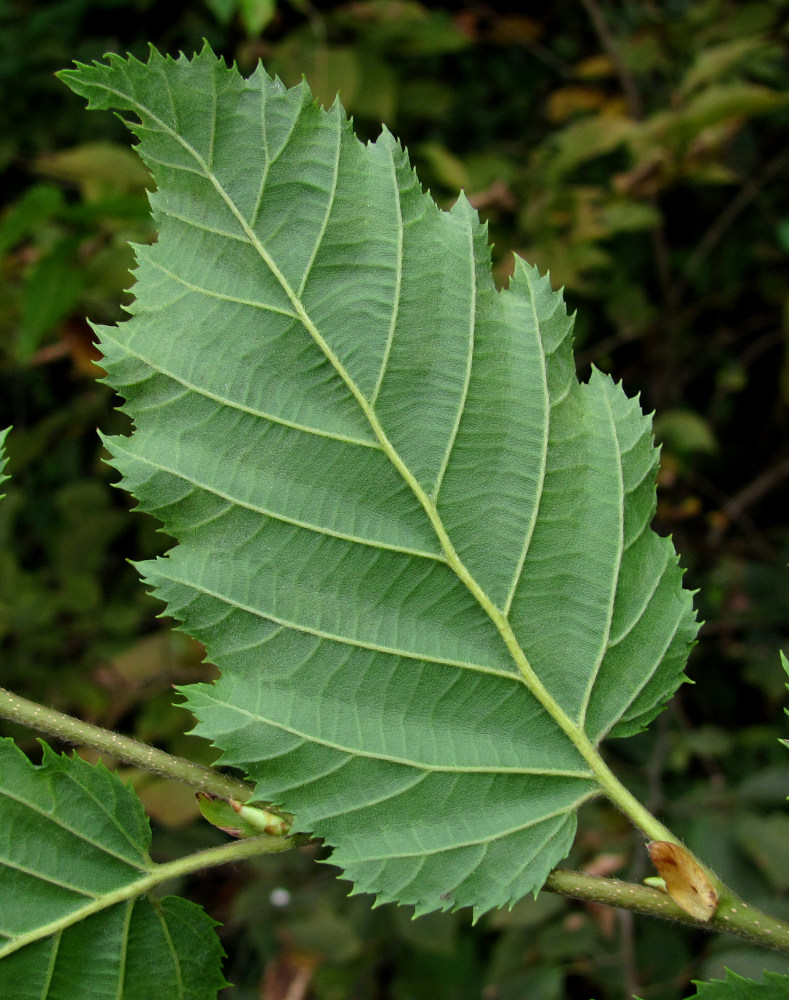 Изображение особи Carpinus betulus.