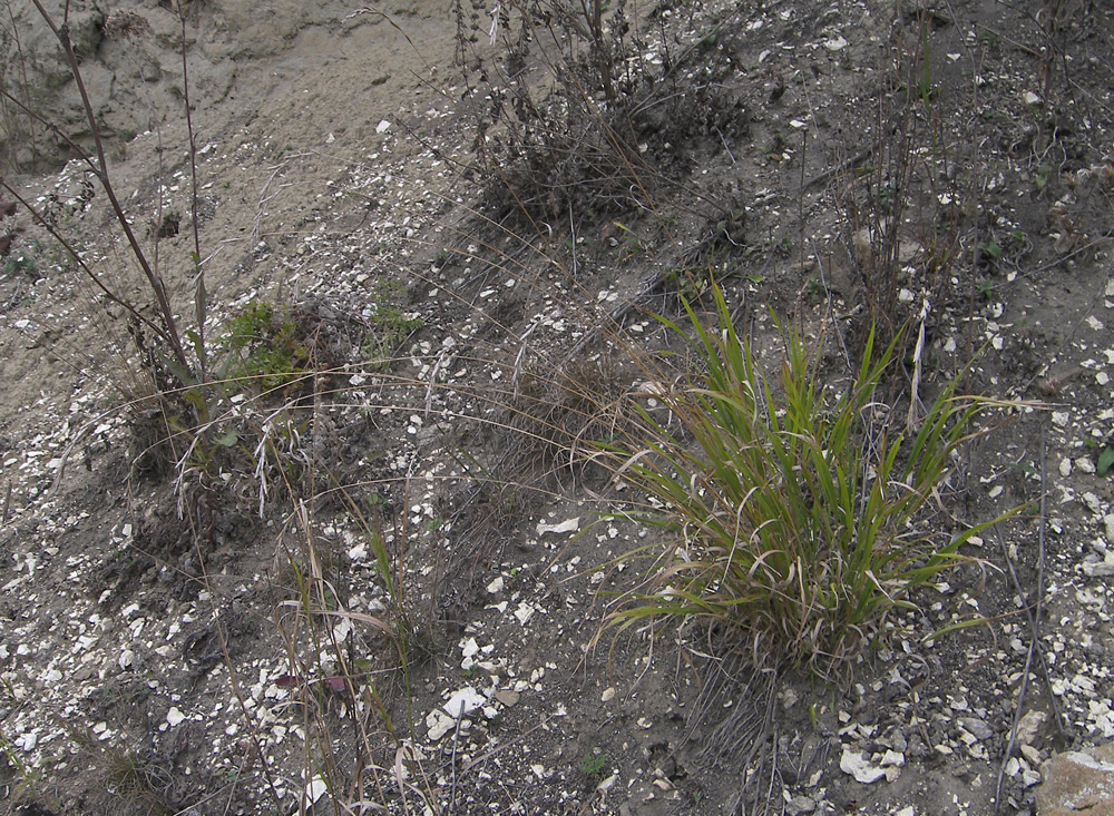 Изображение особи Elymus buschianus.