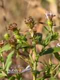 род Symphyotrichum. Веточка с соплодиями. Ленинградская обл., Кировский р-н, пос. Дачное, пойма р. Мга, злаковый луг. 04.10.2015.