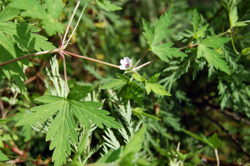 Изображение особи Geranium sibiricum.